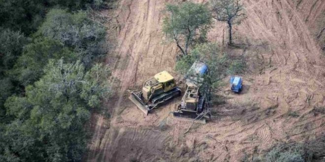 Greenpeace repudia aprobación de proyecto que habilita desmontes en Salta